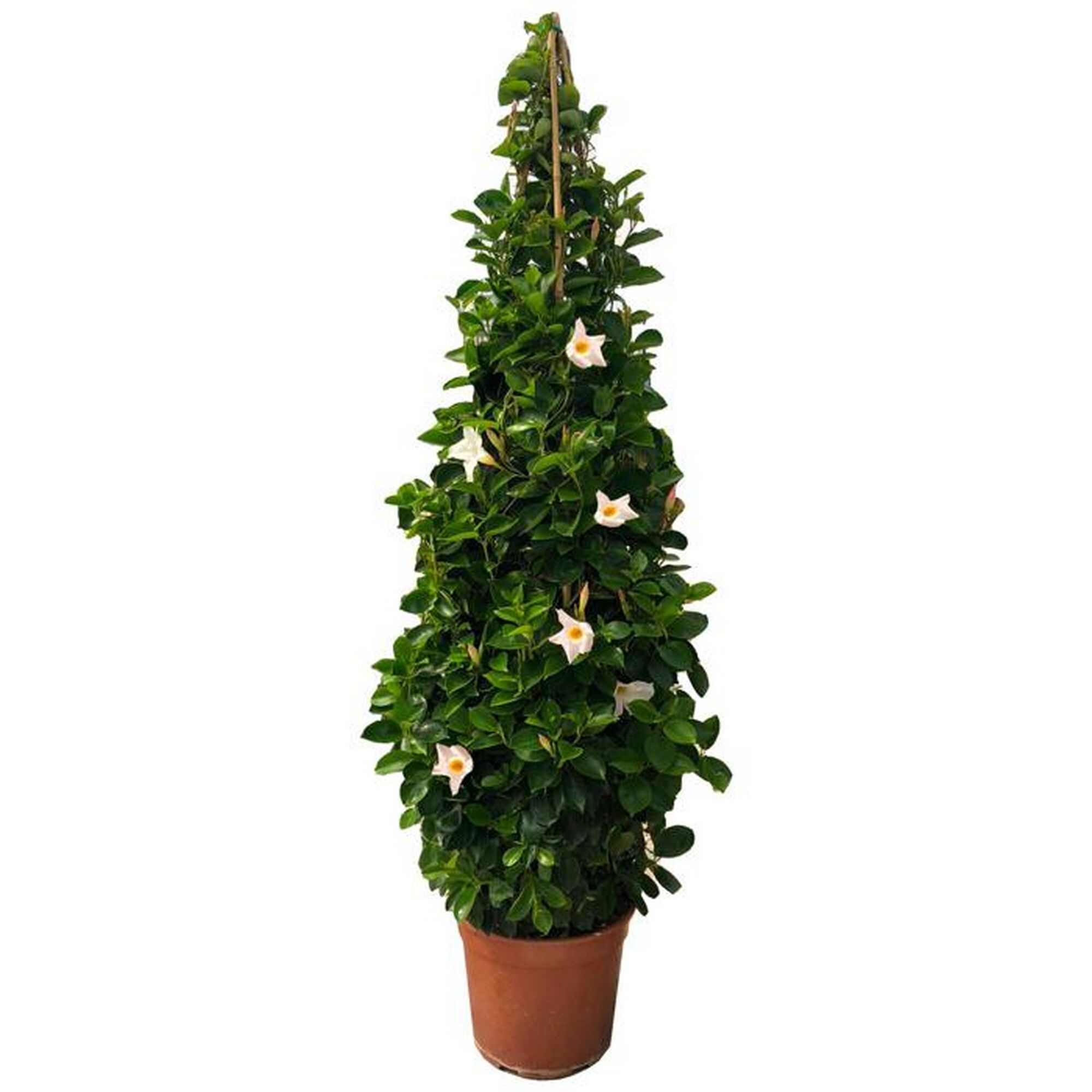 Dipladenia Pyramide im Topf