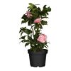 Kamelie verschiedene Sorten 15 cm Topf