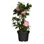 Kamelie verschiedene Sorten 15 cm Topf