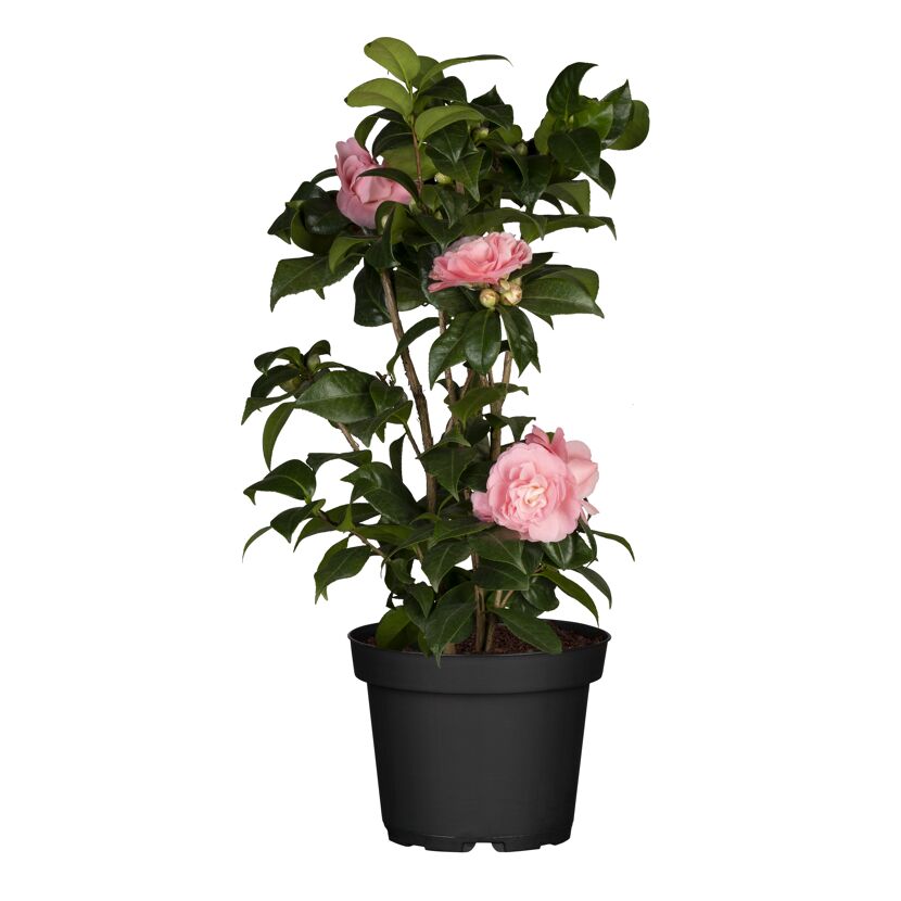 Kamelie verschiedene Sorten 15 cm Topf