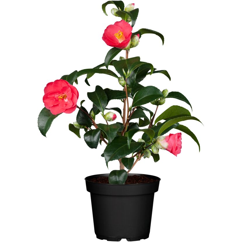 Kamelie verschiedene Sorten 15 cm Topf