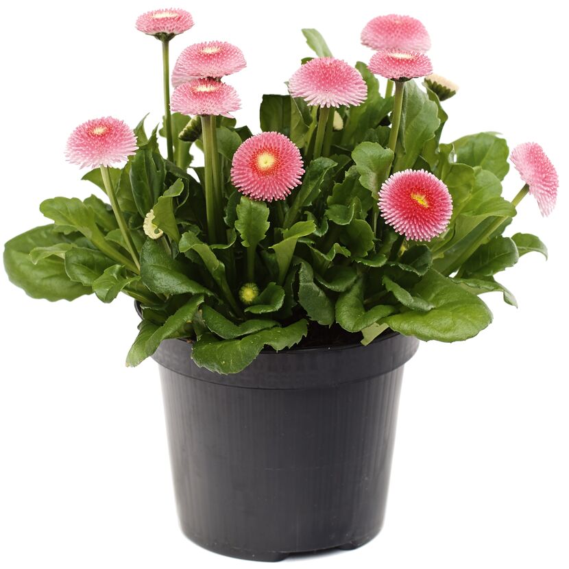 Topf mit rosa Bellis Erdbeersahne