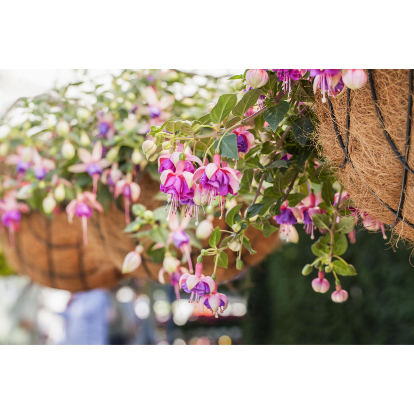 Hängende Fuchsien in Körben
