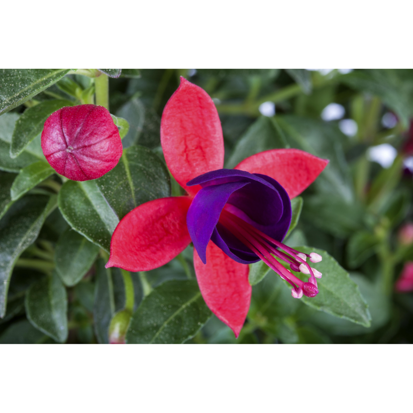 Nahaufnahme einer rot-violetten Fuchsie