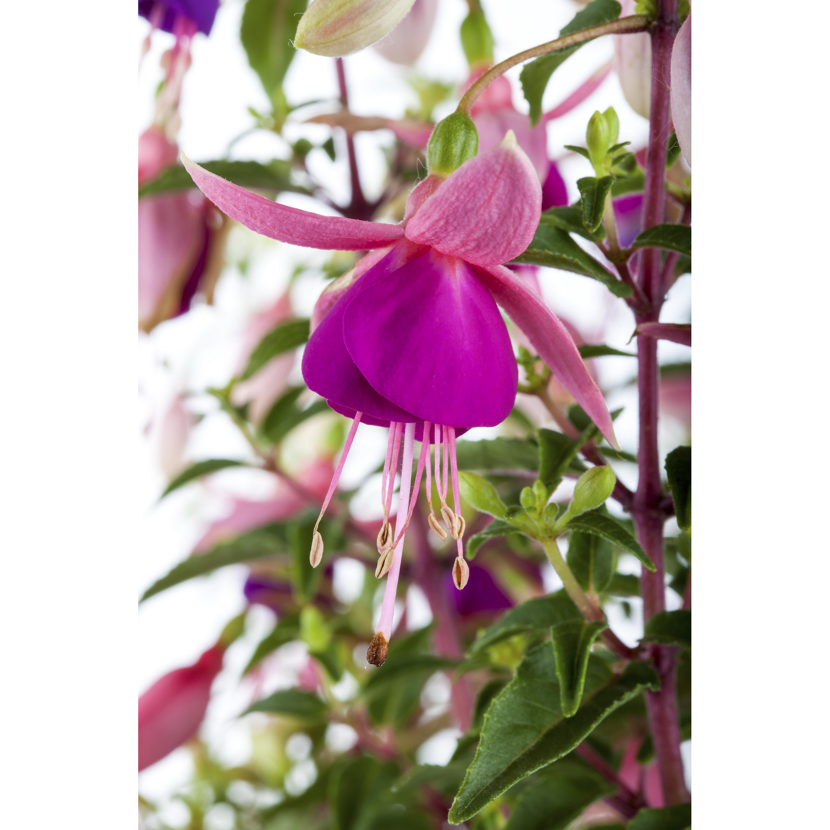 Nahaufnahme einer pinken und violetten Fuchsie