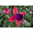 Nahaufnahme einer rot-violetten Fuchsie