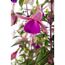 Nahaufnahme einer pink-violetten Fuchsie