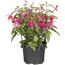 Topfpflanze Fuchsie mit pinken und violetten Blüten