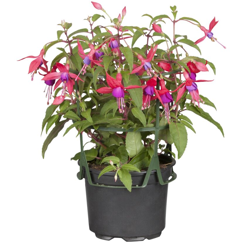 Topfpflanze Fuchsie mit pinken und violetten Blüten