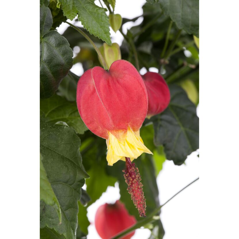 Nahaufnahme einer roten und gelben Abutilon-Blüte
