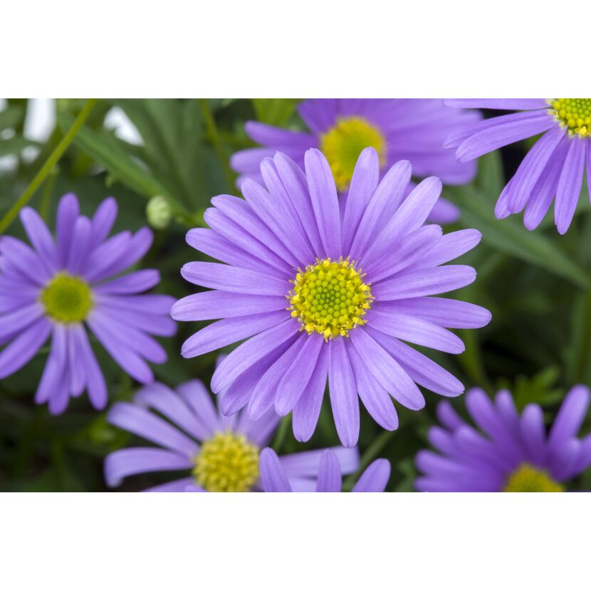 Lila Brachyscome Gänseblümchen