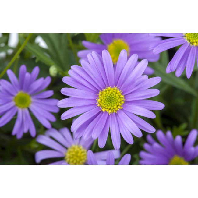 Bild von Blaues Gänseblümchen 3er Set, 13 cm Topf