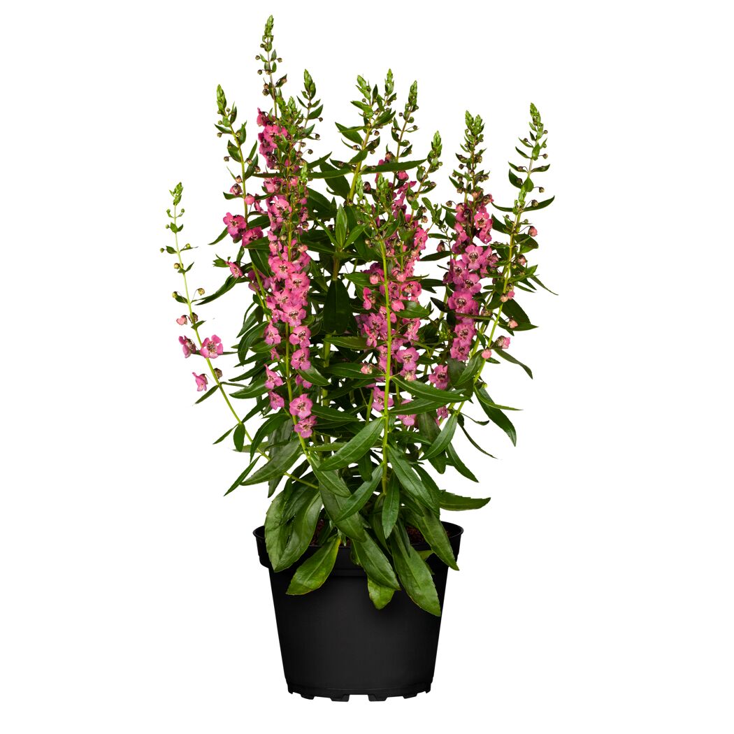 Angelonia Farbmix in schwarzem Topf