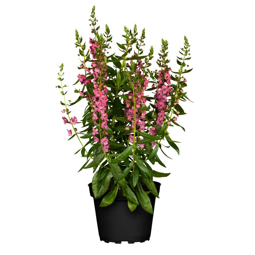 Angelonia Farbmix in schwarzem Topf