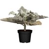 Kalanchoe in schwarzem Topf