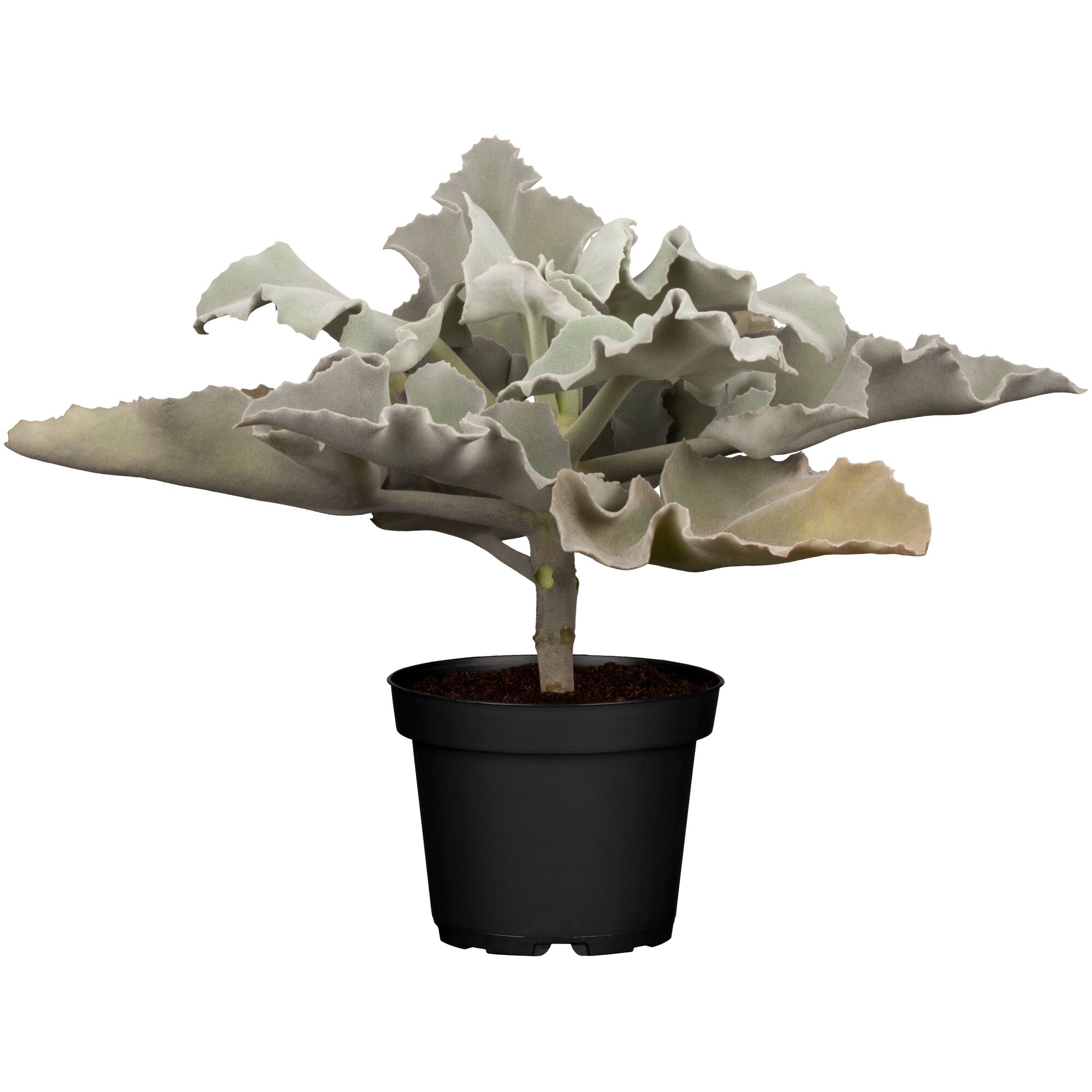 Kalanchoe in schwarzem Topf