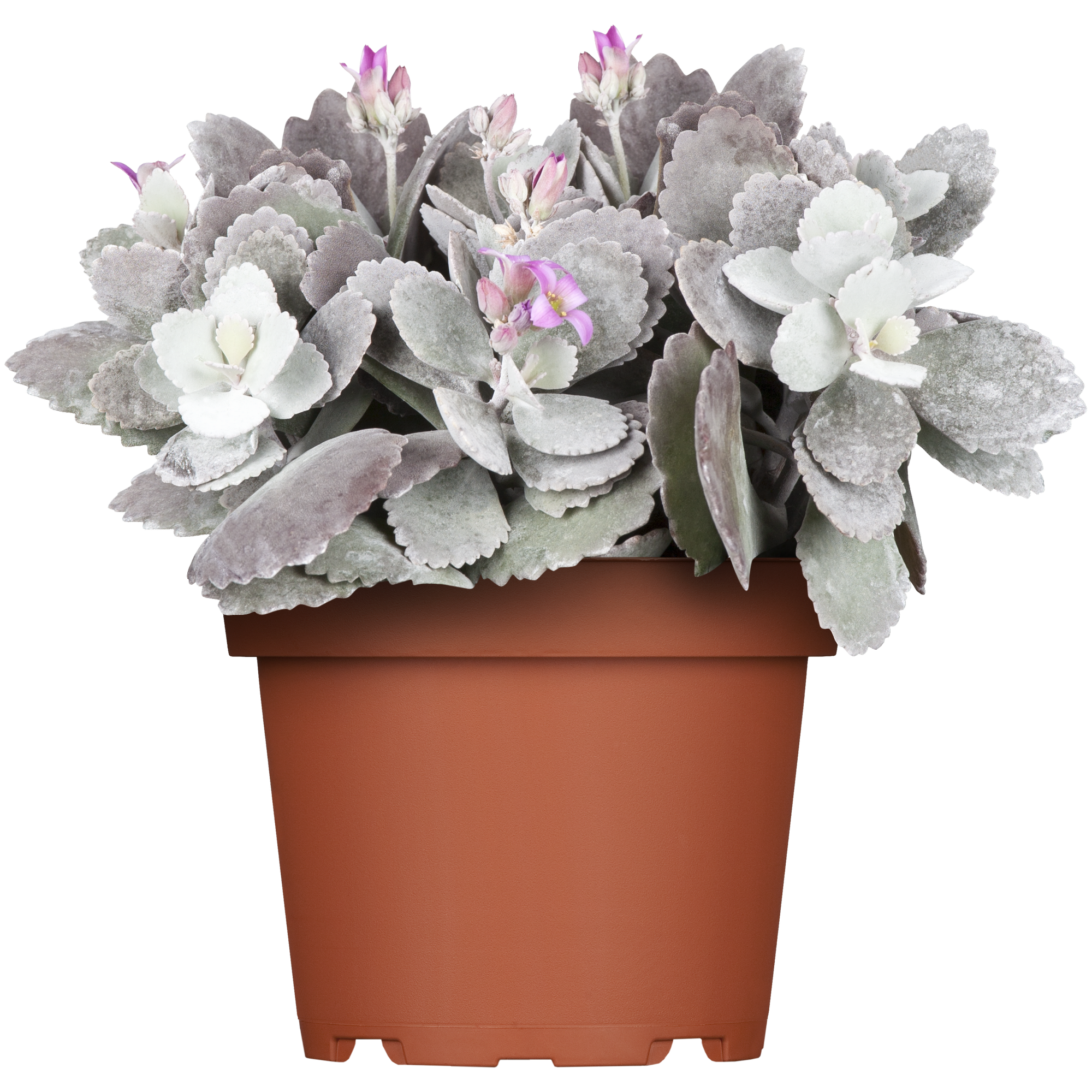 Kalanchoe 'Queen® Outdoor' 21 cm Topf + product picture