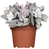 Kalanchoe-Pflanze im Topf