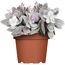 Kalanchoe-Pflanze im Topf