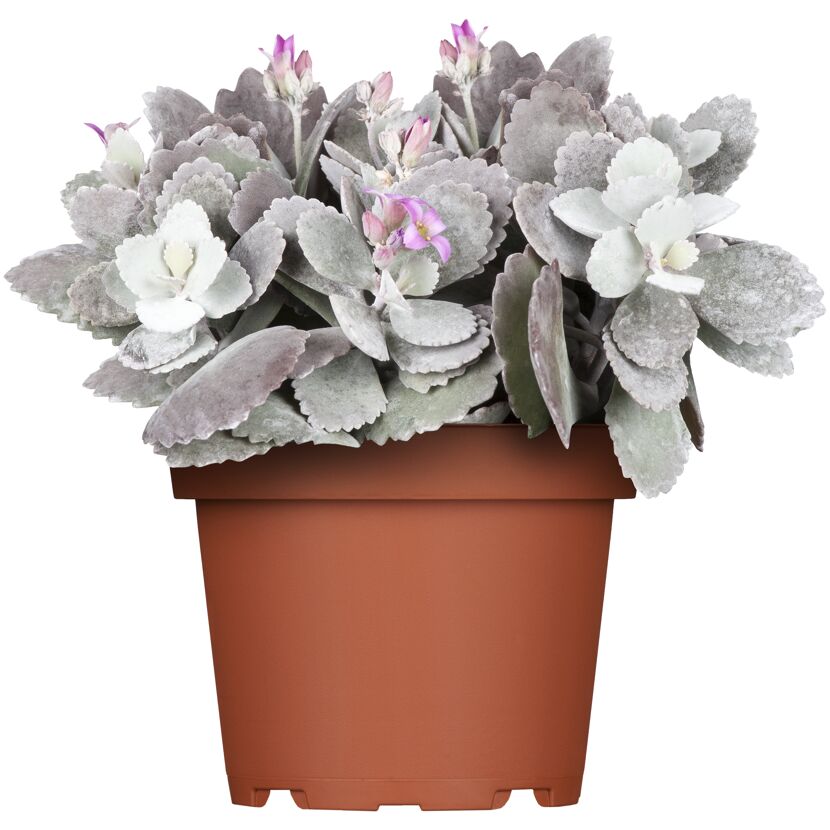 Kalanchoe-Pflanze im Topf