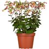 Blühende Kalanchoe in einem Topf