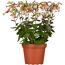 Blühende Kalanchoe in einem Topf