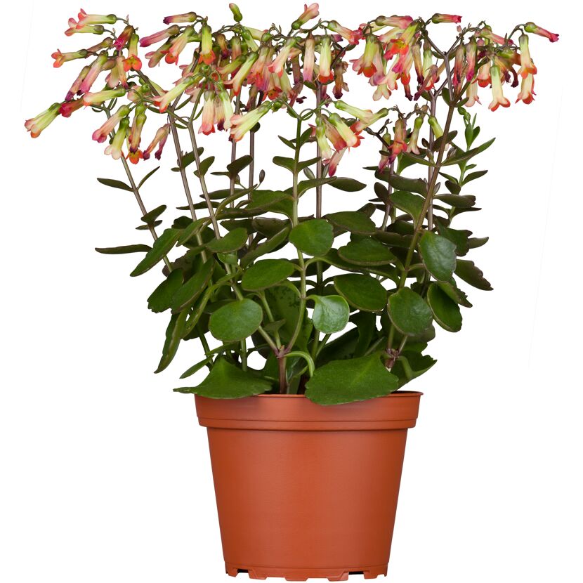 Blühende Kalanchoe in einem Topf