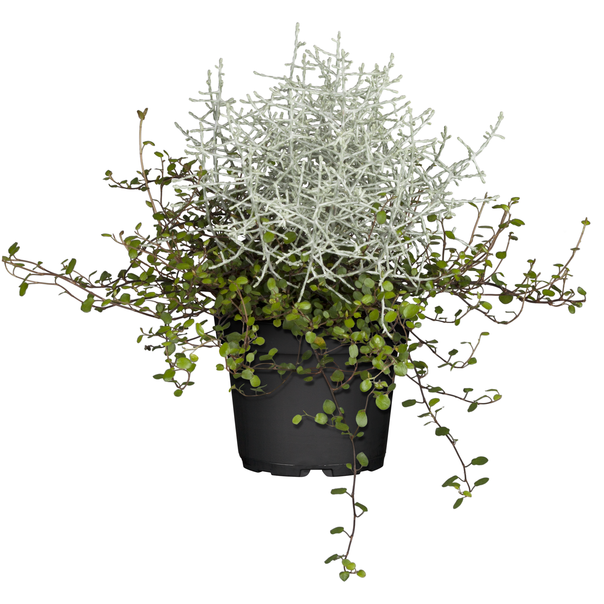 Stacheldrahtpflanze mit Drahtwein 12 cm + product picture