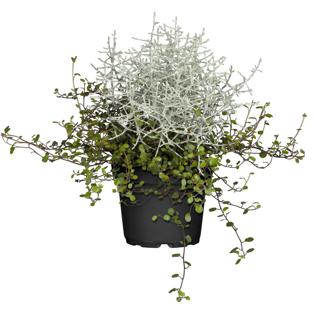Calocephalus und Mühlenbeckia in schwarzem Topf