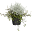 Stacheldrahtpflanze mit Drahtwein 12 cm