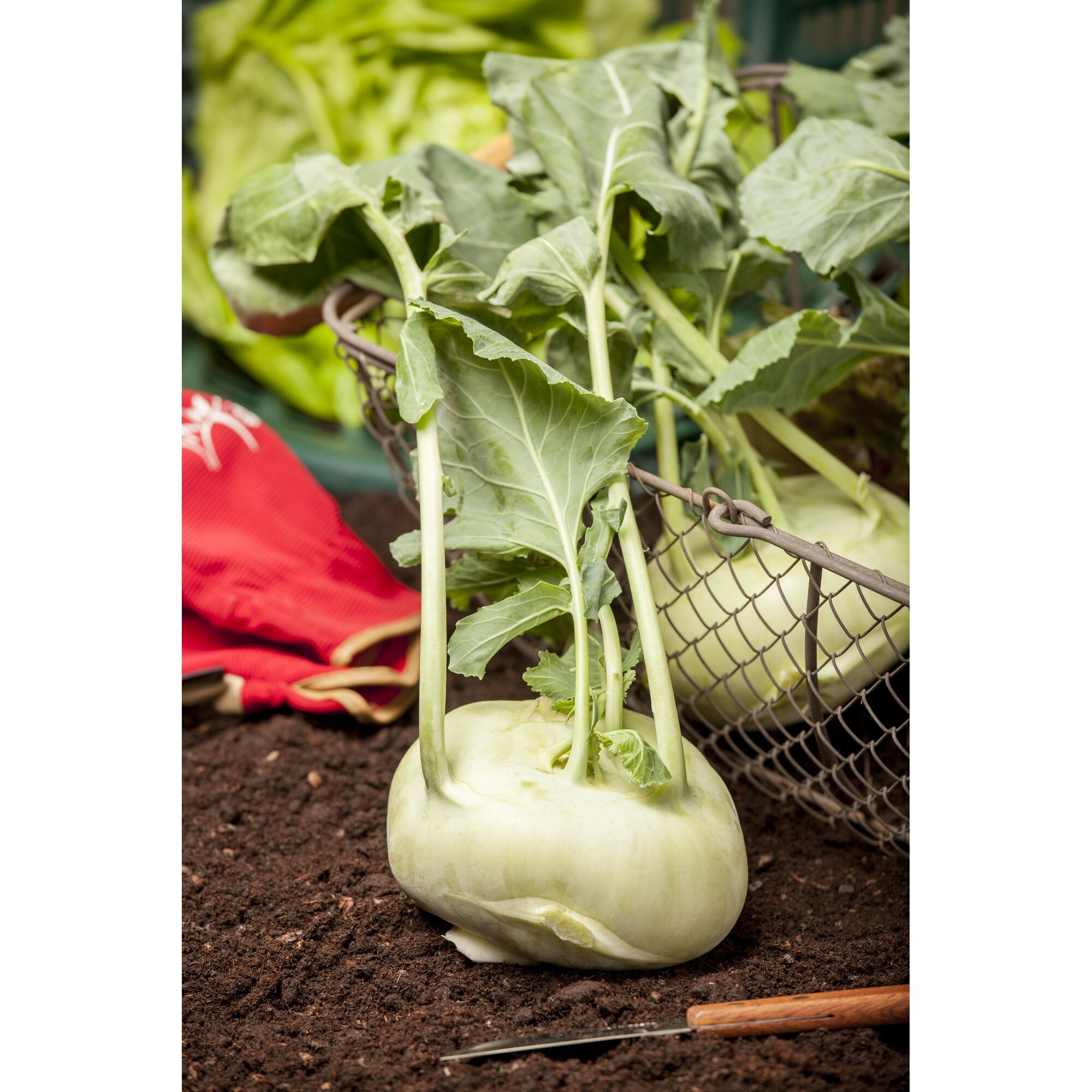 Kohlrabi auf Erde mit Messer und Gartenhandschuh im Hintergrund