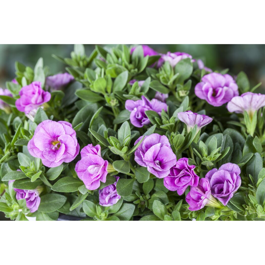 Lila Calibrachoa Minipetunie
