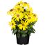 Gelbe Bornholmer Margerite im Topf
