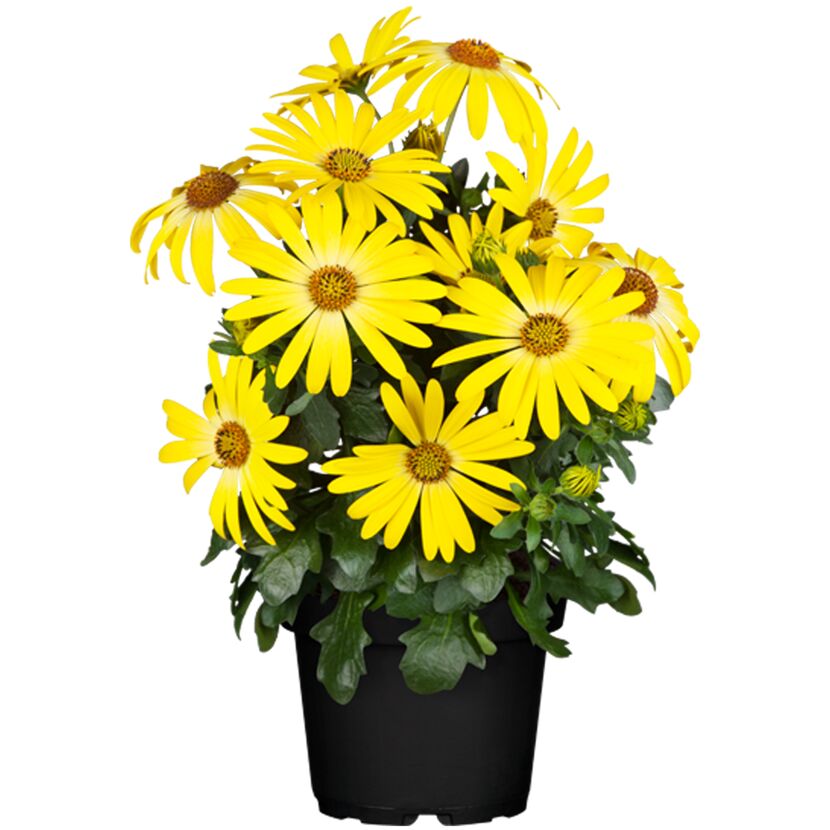 Gelbe Bornholmer Margerite im Topf