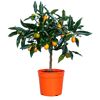 Kumquat-Stämmchen im orangen Topf