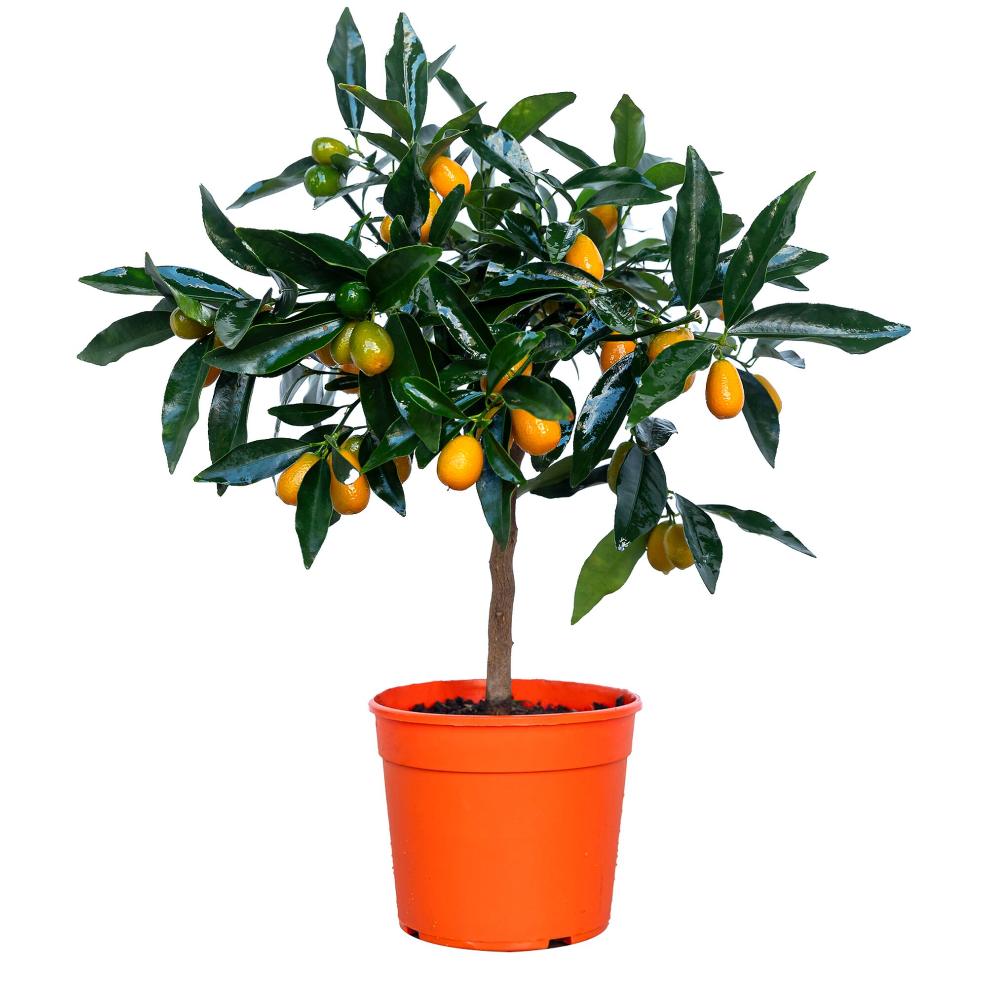 Kumquat-Stämmchen im orangen Topf