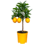 Zitrus-Ministamm verschiedene Sorten 16 cm Topf