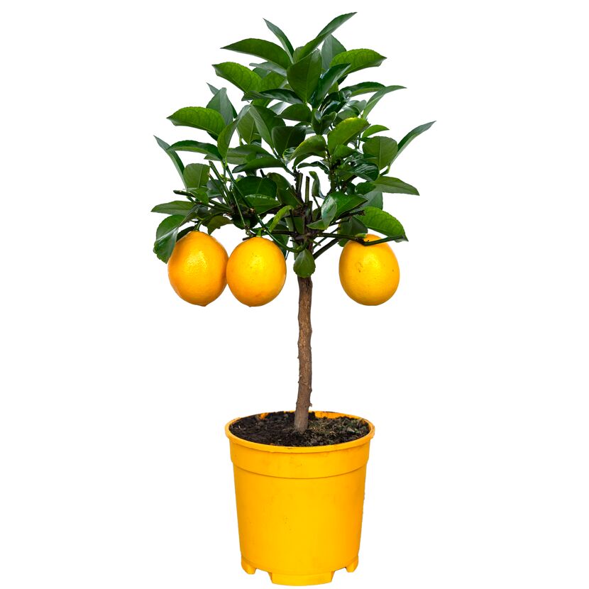 Kumquat-Zitronenbäumchen im gelben Topf