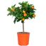 Kumquat-Zitronenstämmchen im Topf
