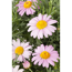 Verkleinertes Bild von Sommermargerite Minibusch, 14 cm Topf