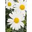 Weiße Chrysanthemenblüten