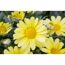 Nahaufnahme von gelben Chrysanthemenblüten.