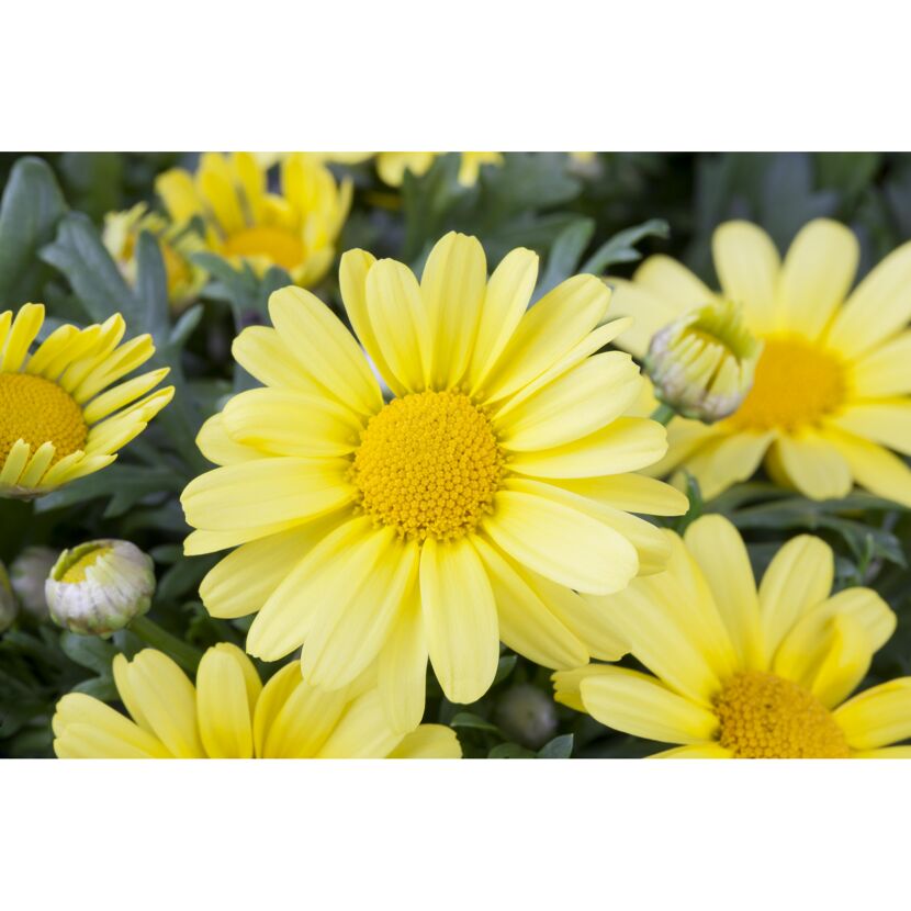 Nahaufnahme von gelben Chrysanthemenblüten.