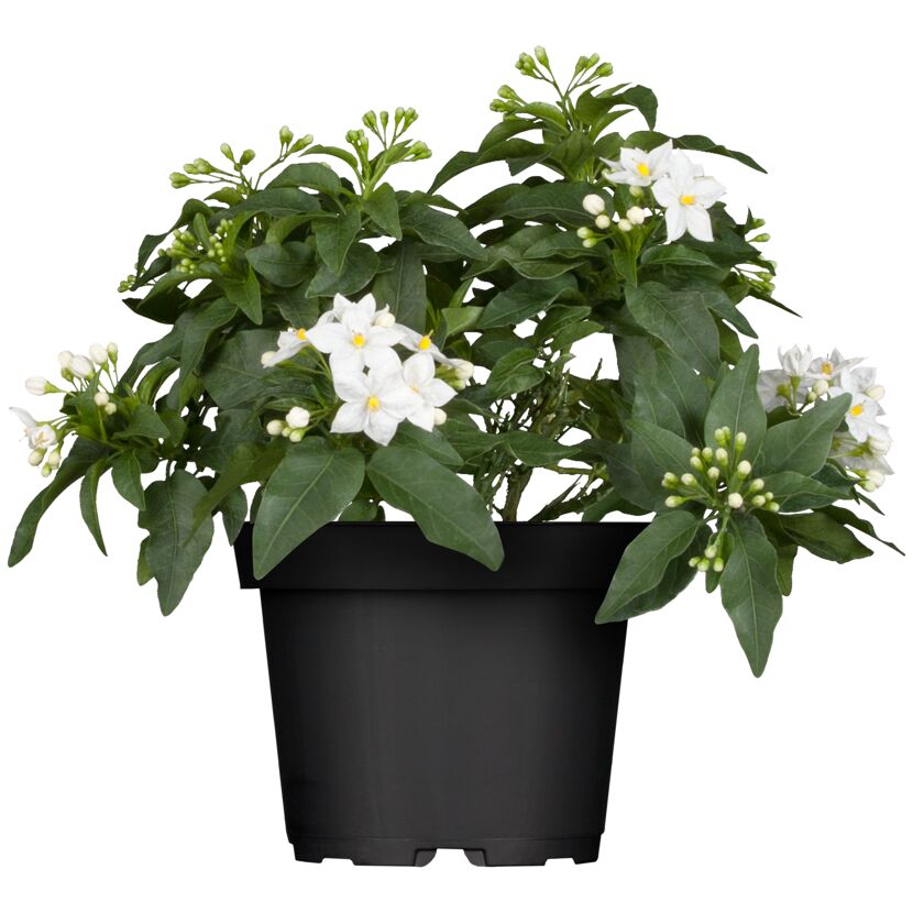 Solanum Jasminoides im schwarzen Topf