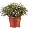 Schleierkraut verschiedene Farben 12 cm Topf