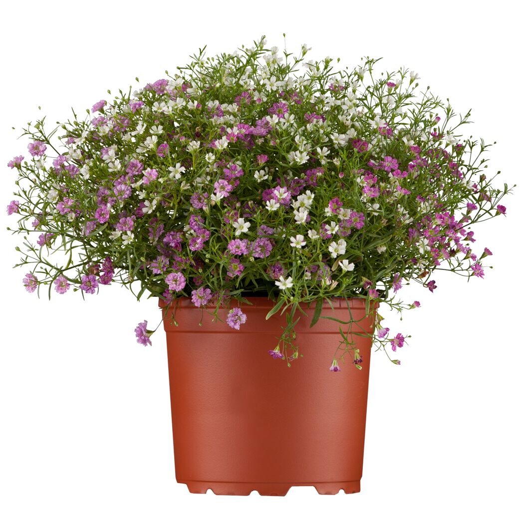 Schleierkraut verschiedene Farben 12 cm Topf