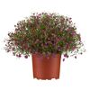Schleierkraut verschiedene Farben 12 cm Topf