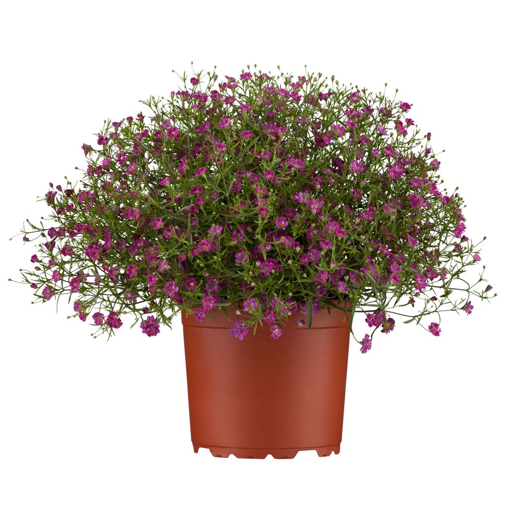 Schleierkraut verschiedene Farben 12 cm Topf
