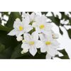 Weiße Blüten des Kartoffelstrauchs