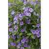 Lila Blüten des Enzianstrauches